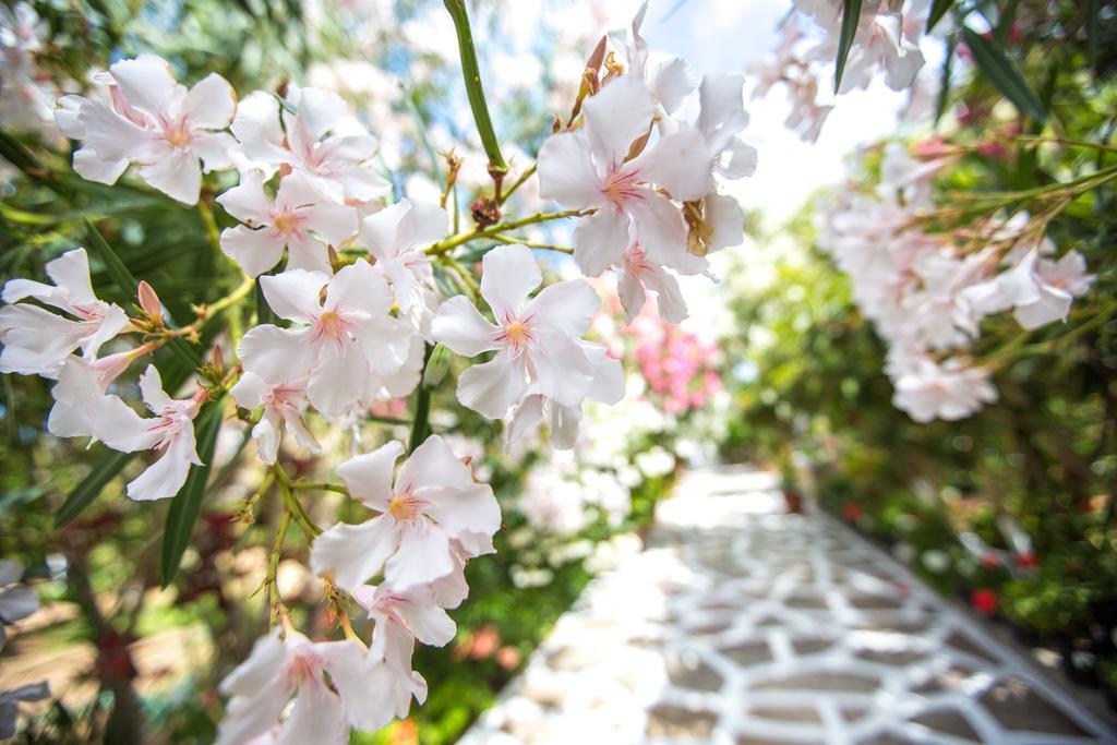 Seaside Studios Arkasa Karpathos Ngoại thất bức ảnh